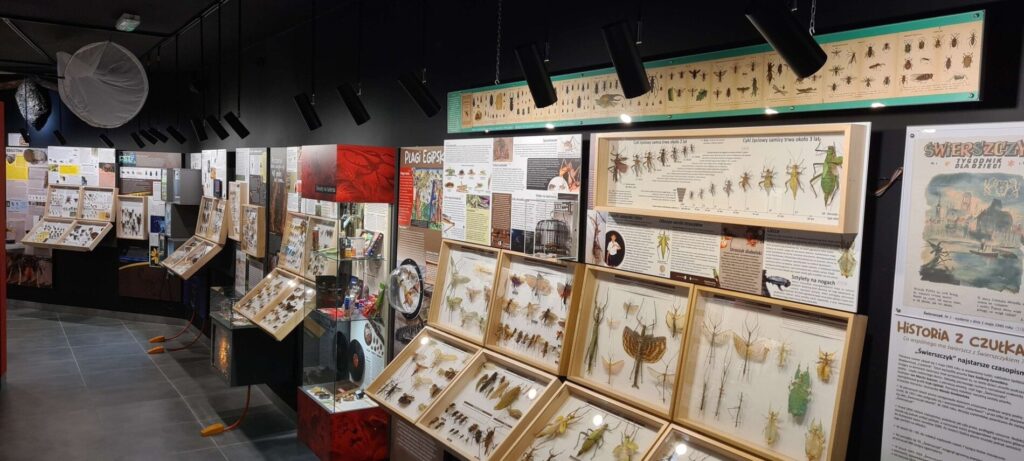 Muzeum Motyli we Władysławowie – gabloty z owadami