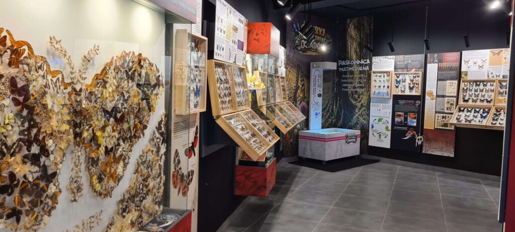 Muzeum Motyli we Władysławowie – sala wystawowa